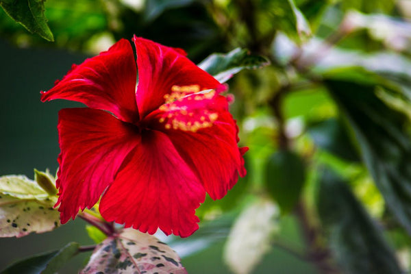 Hibiscus - My Dear Red Friend These Days - Nat Habit