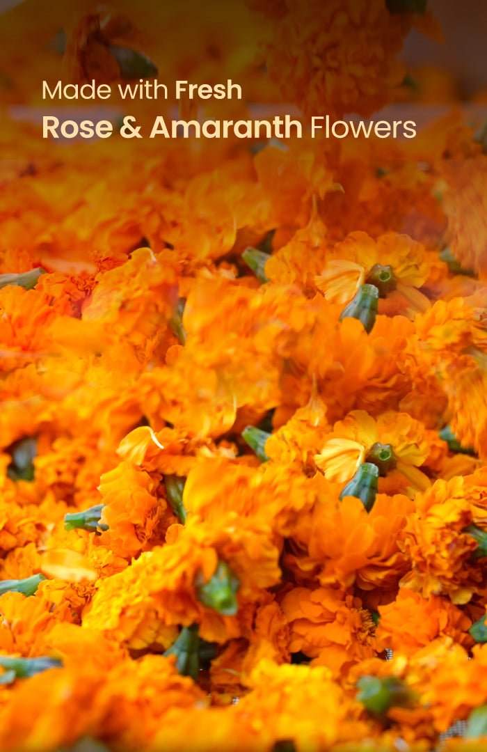 <strong>Marigold Chhalak Gulaal Raas</strong> <br><i>Pack of 2</i> - Nat Habit
