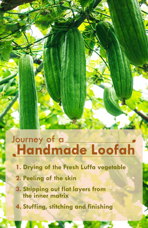 <strong>Sun Dried Loofah</strong> <br><i>Twin Pack</i> - Nat Habit